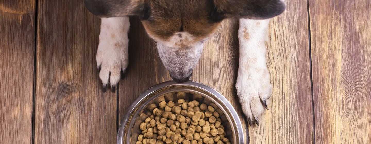  Jenis Makanan Anjing yang Wajib Anda Ketahui