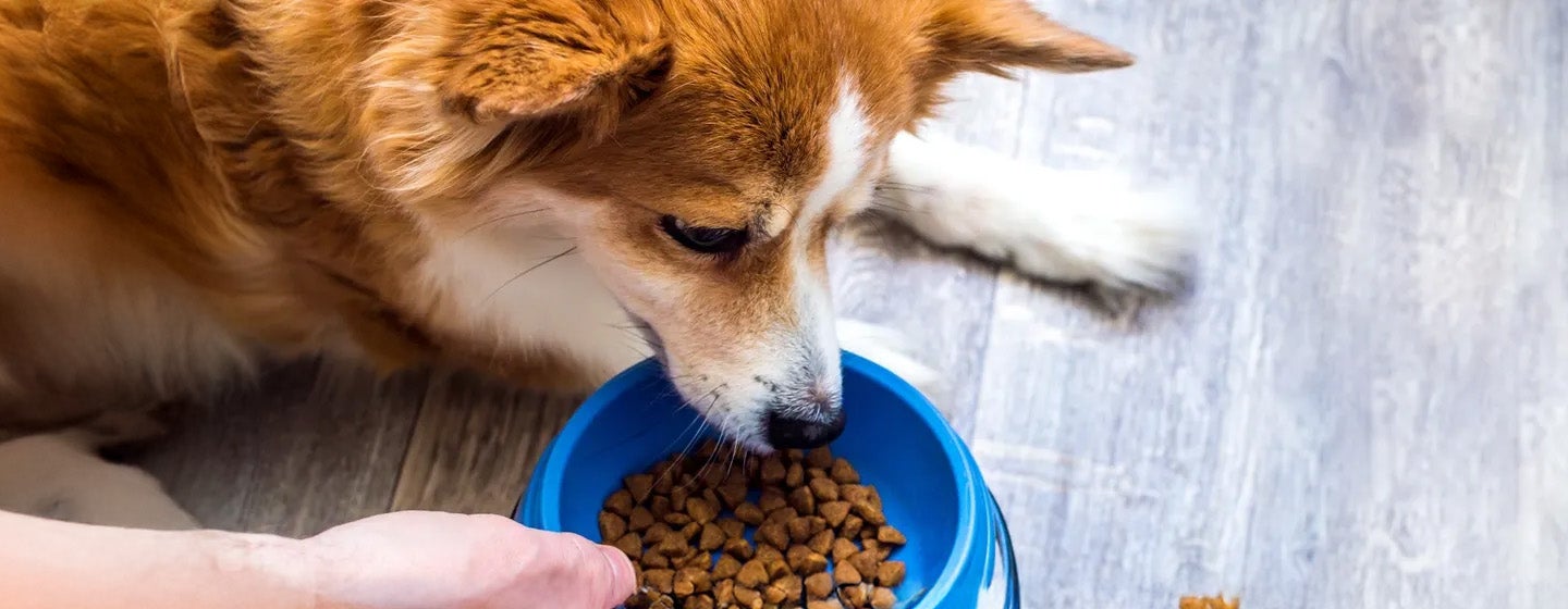 Seputar Pakan Anjing Rumahan