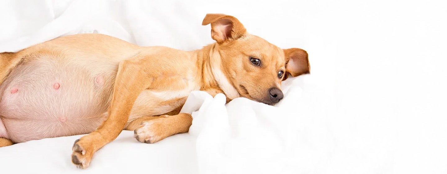 Makanan Anjing untuk Anjing Hamil