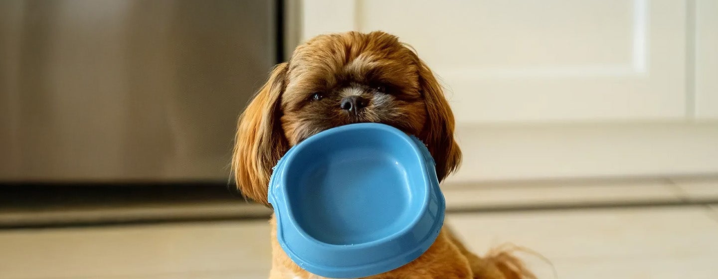 Pakan Anjing dan Nutrisi yang Dibutuhkan Anjing