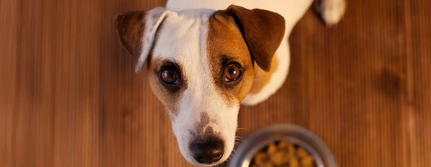  Jenis Makanan Anjing yang Menjadi Kesukaannya