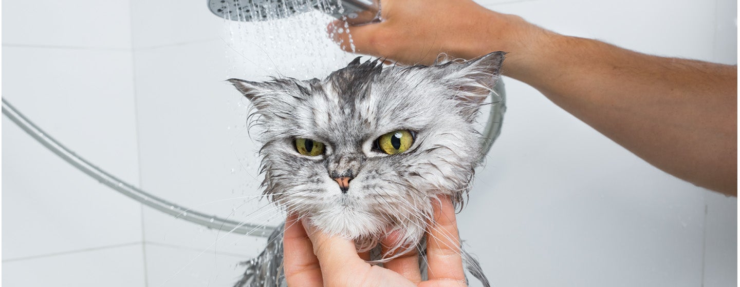 5 Alasan Kenapa Kucing Takut Air