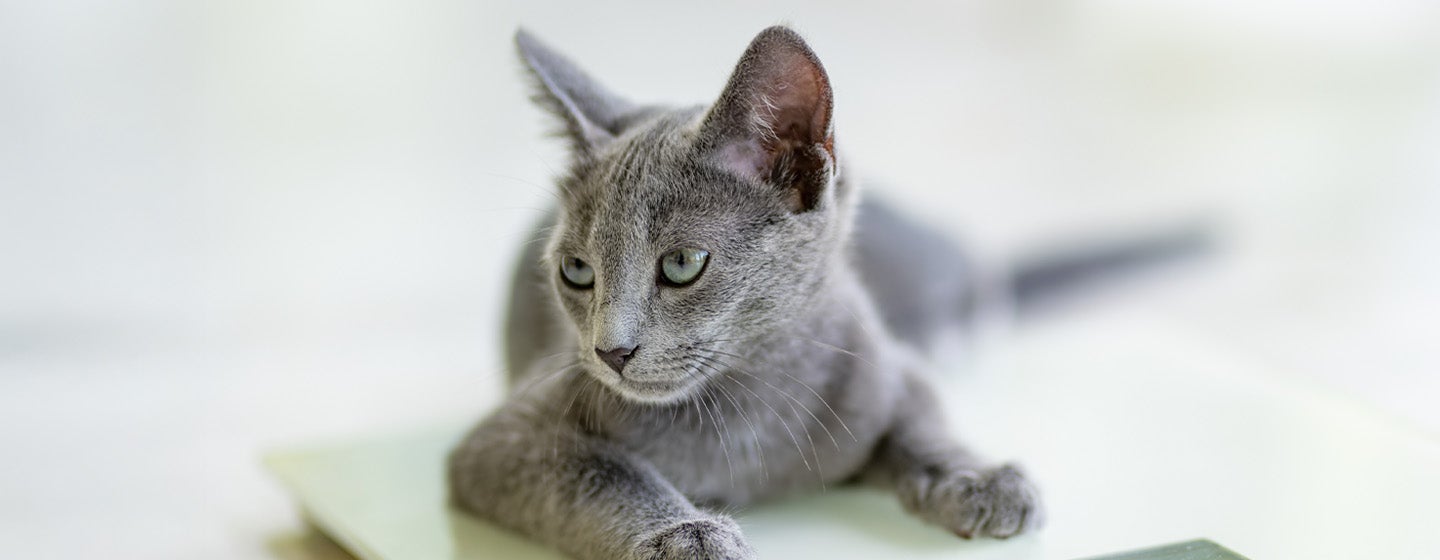 Mengenali Berat Badan Ideal Pada Kucing