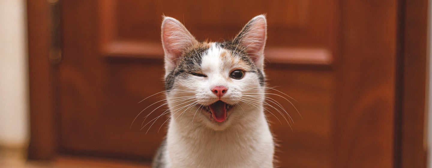 Cara Menjinakkan Kucing agar Lebih Ramah dan Penurut