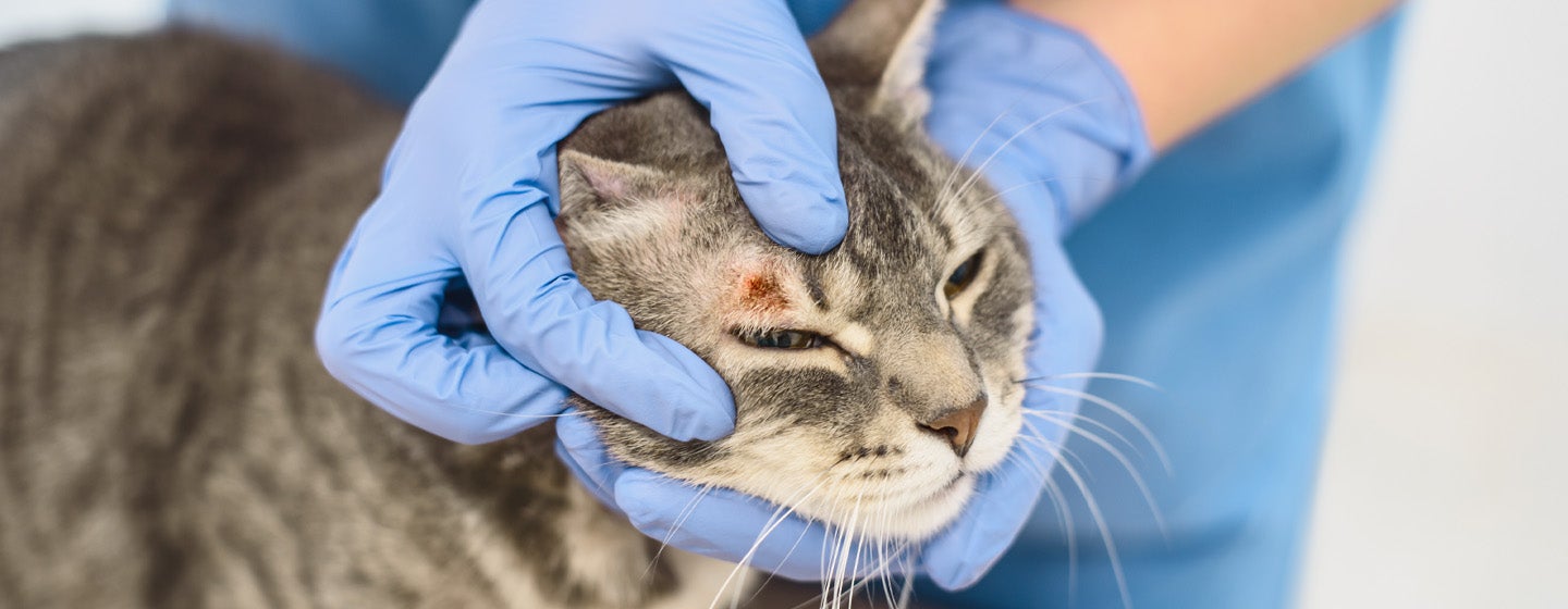 Kucing Jamuran - Penyebab, Gejala, dan Cara Penanganannya