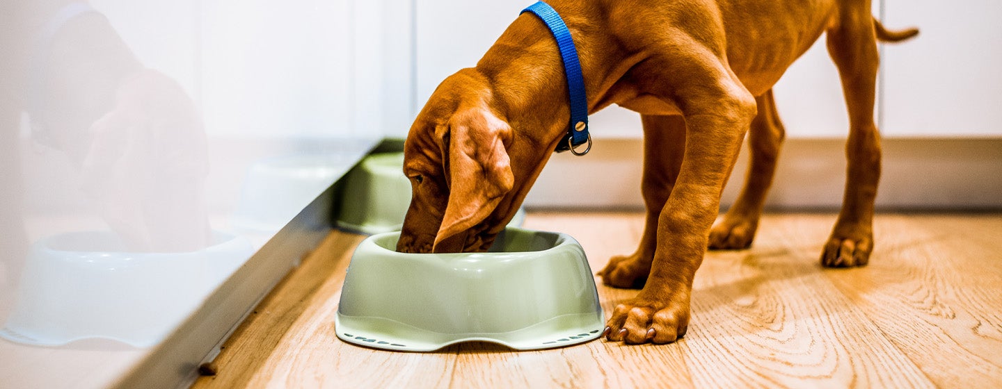 Apakah Anjing Boleh Makan Nasi Ini Jawabannya!