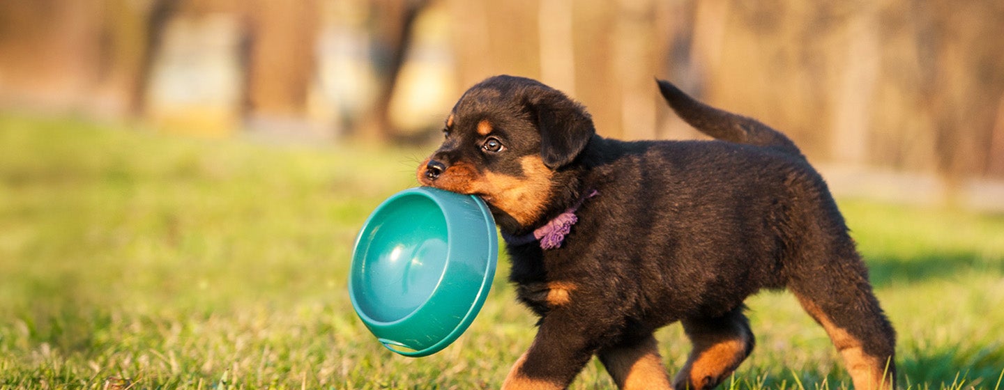 Cara Menggemukkan Anjing Kesayangan secara Sehat dan Aman