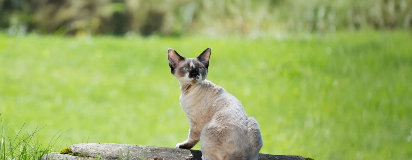 Jenis Kucing Kecil yang Akan Selalu Terlihat Mungil