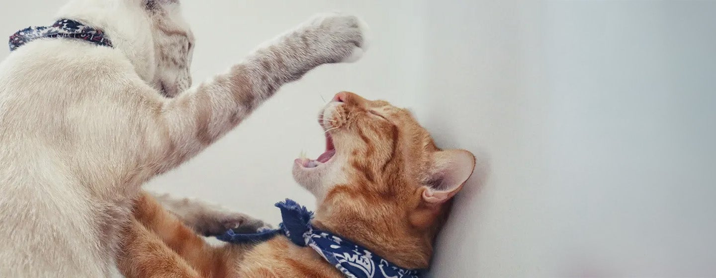 Kenapa Kucing Suka Berantem Berikut Cara Mengatasinya