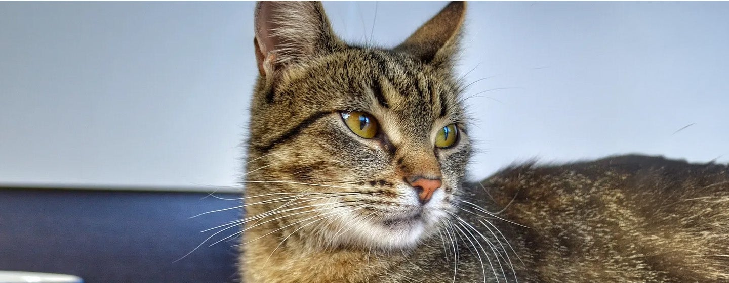 Kucing Tidak Mau Makan Begini Solusinya!