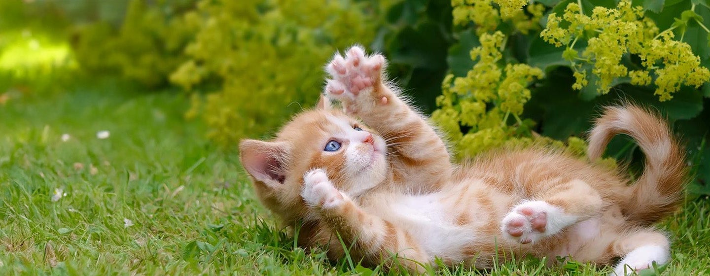 Berapa Lama Kucing Tidur Fakta Menarik Tentang Pola Tidur Kucing