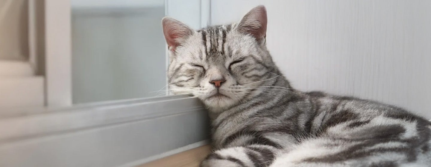 Kenapa Kucing Tidur Terus Ini Alasannya!