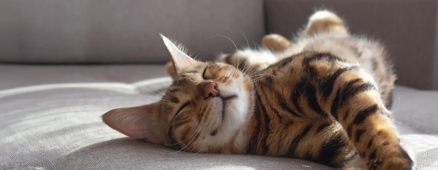 Kenapa Kucing Suka Tidur Ini Penyebab dan Tanda yang Perlu Diwaspadai