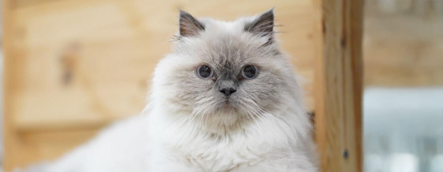 Mengenal Jenis Kucing Himalaya - Karakteristik, Perawatan, dan Keunikan