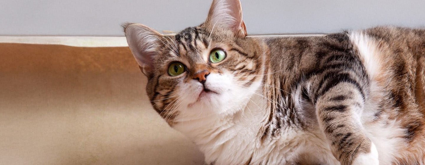 Cara Menggemukkan Kucing - Makanan dan Perawatan yang Tepat