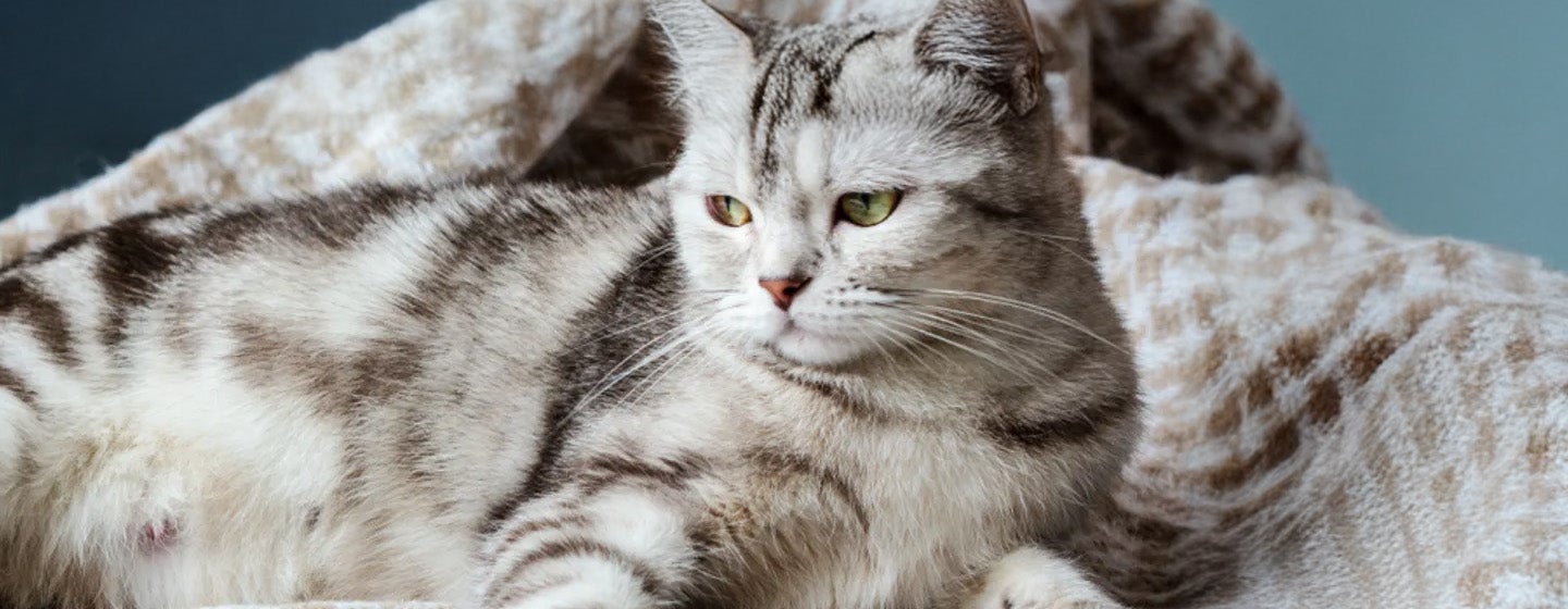 Cara Mengobati Infeksi Saluran Pernapasan Pada Kucing