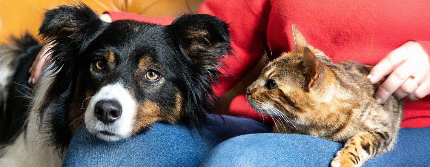 Apakah Saya Sebaiknya Mengadopsi Kucing atau Anjing
