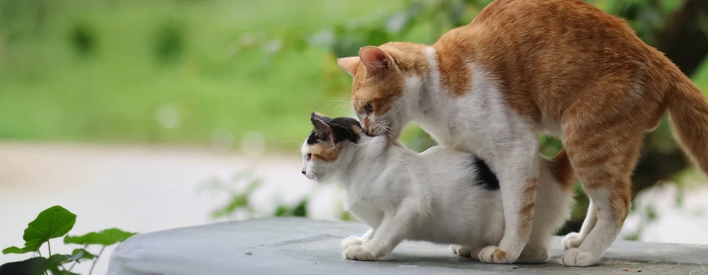 Kucing Birahi Umur Berapa Ketahui Jawabannya di Sini