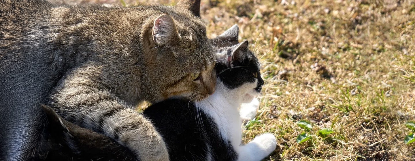 Begini Cara Mengawinkan Kucing yang Tepat
