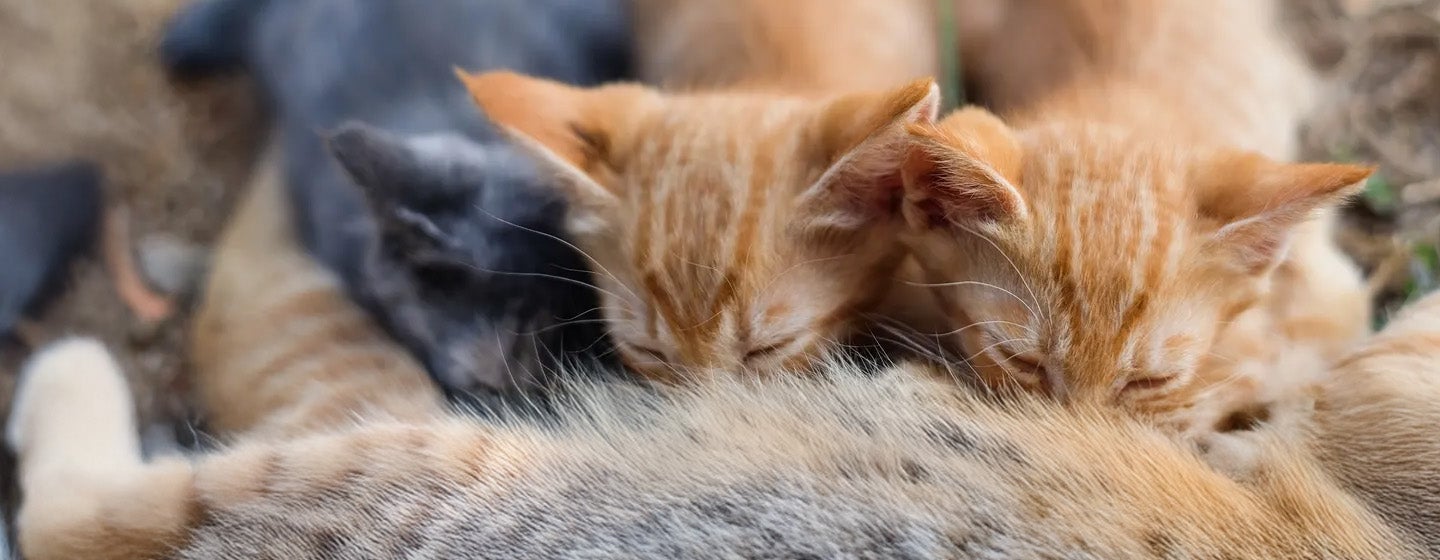 Memberikan Makanan Kucing Menyusui yang Tepat