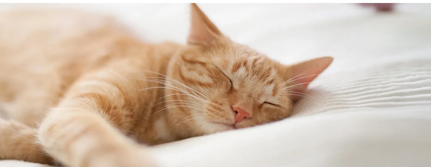 Pertolongan Pertama Kucing Sesak Nafas