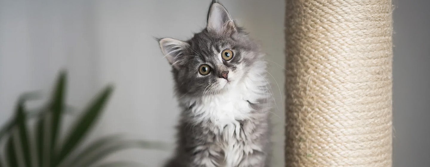 Perkembangan Anak Kucing - Kapan Anak Kucing Membuka Mata