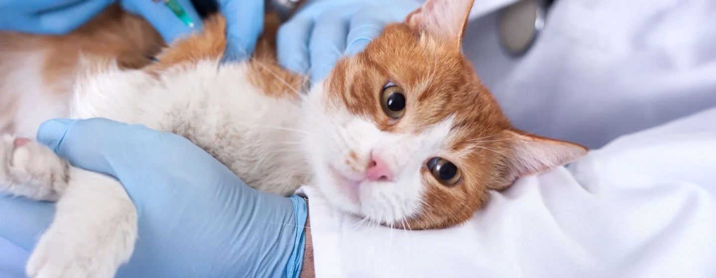 Simak Urutan Vaksin Kucing hingga Kisaran Biayanya