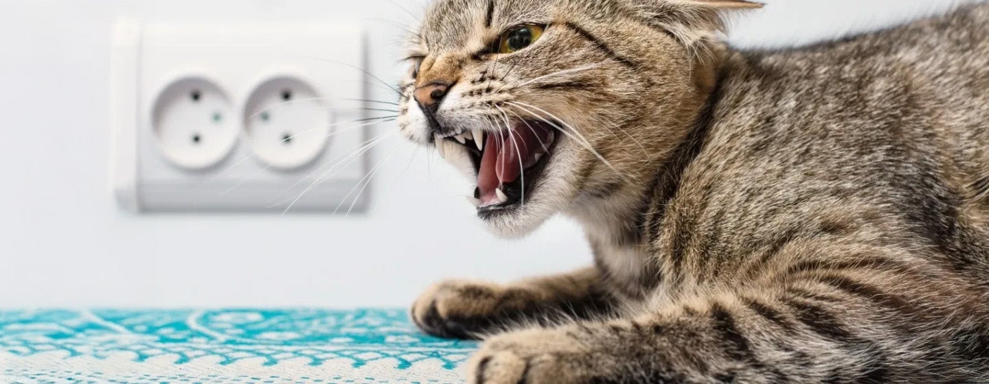 Rabies pada Kucing dan Hal-hal yang Pemilik Anabul Harus Tahu