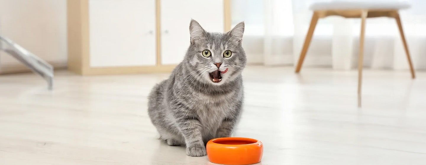 Probiotik - Kandungan Penting dalam Makanan Kucing Pro Plan