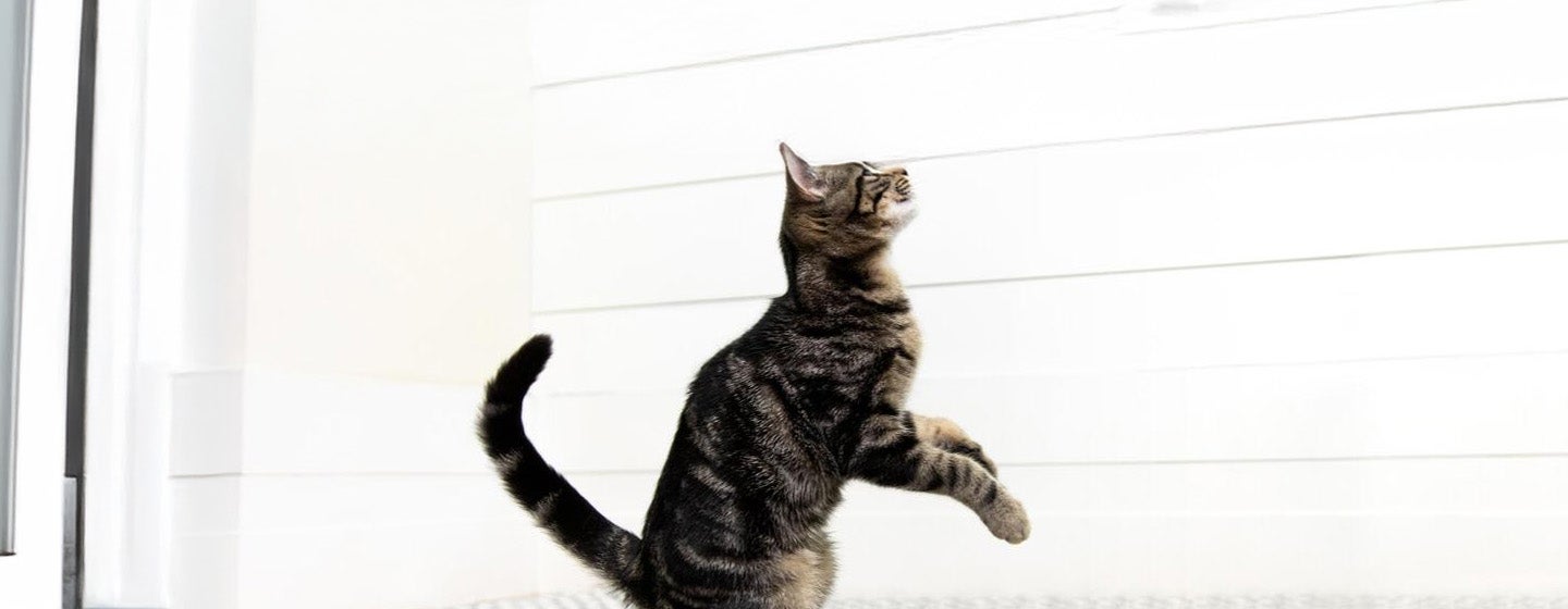 Hal yang Perlu Diperhatikan Sebelum Mengganti Makanan Kucing