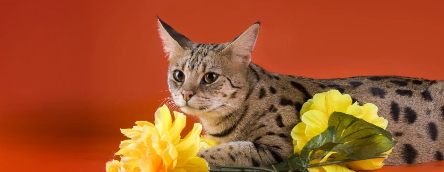 Kucing Paling Mahal di Dunia - 10 Ras Eksotis dan Bernilai Tinggi