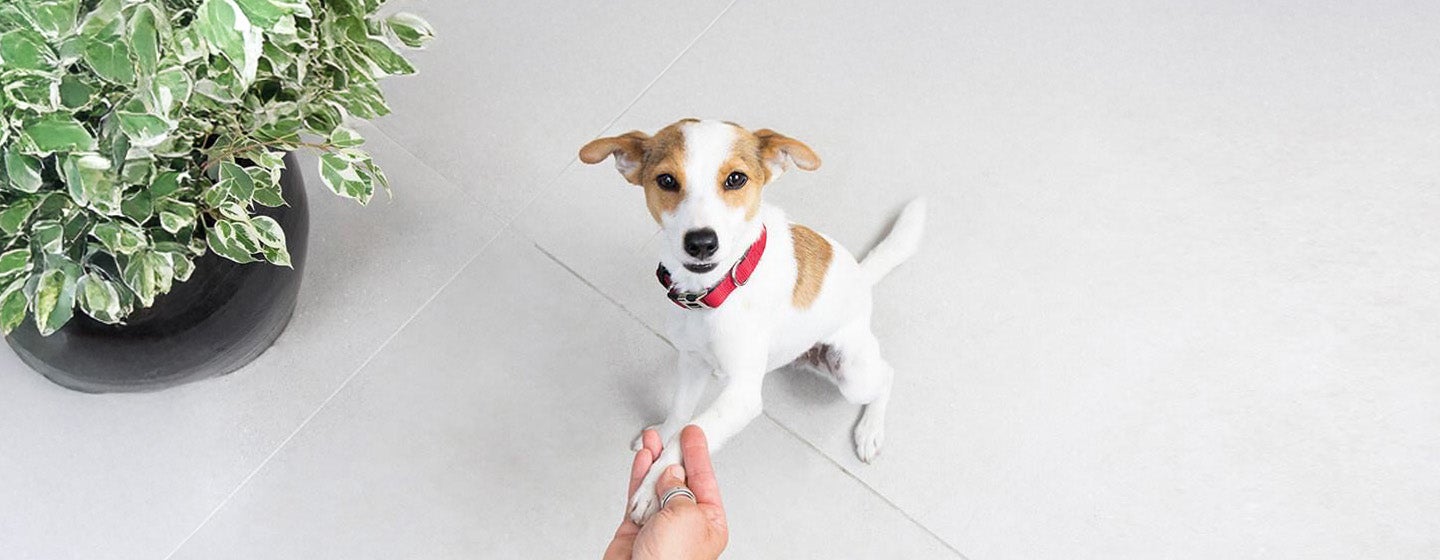 Trik Jitu untuk Mengajari Anjing Anda