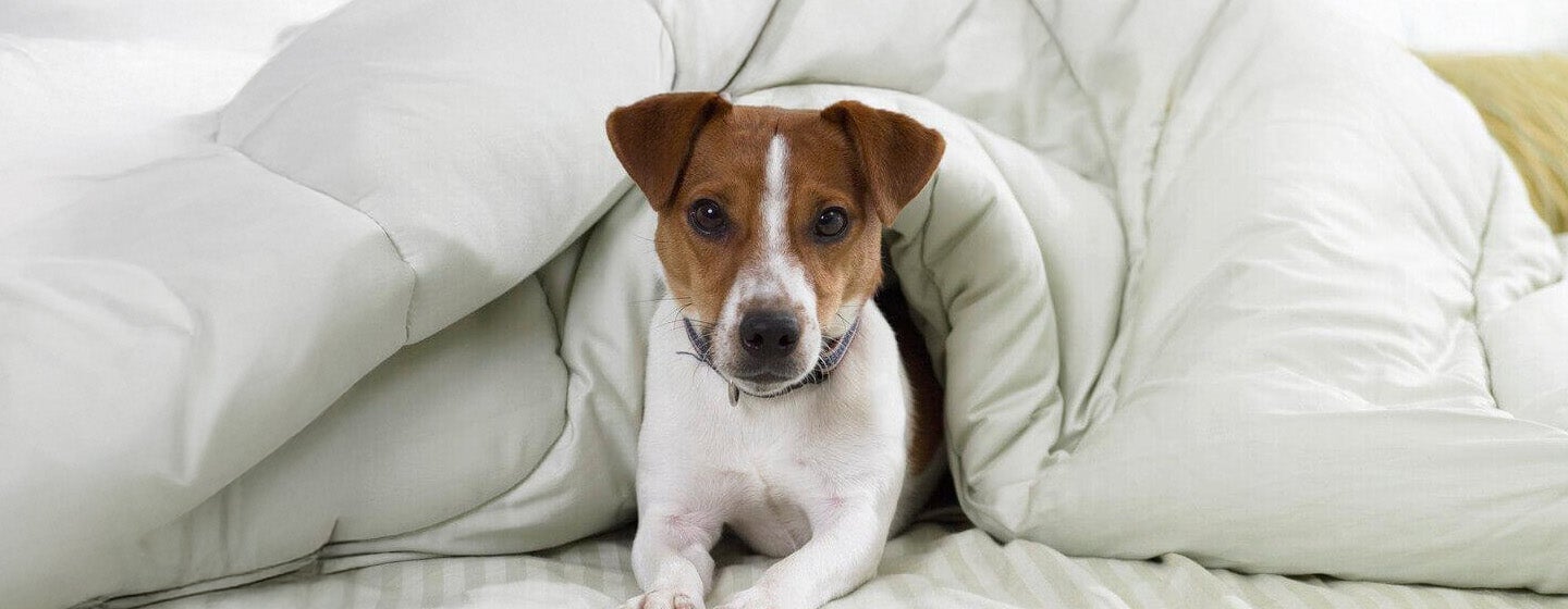 Kenali Penyakit Parvovirus yang Menyerang Anak Anjing & Pencegahannya