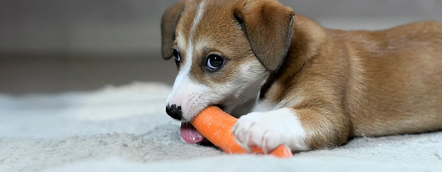 Apakah Anjing Boleh Makan Wortel