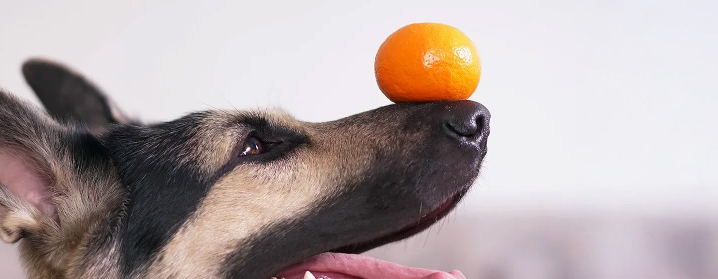 Apakah Anjing Boleh Makan Jeruk