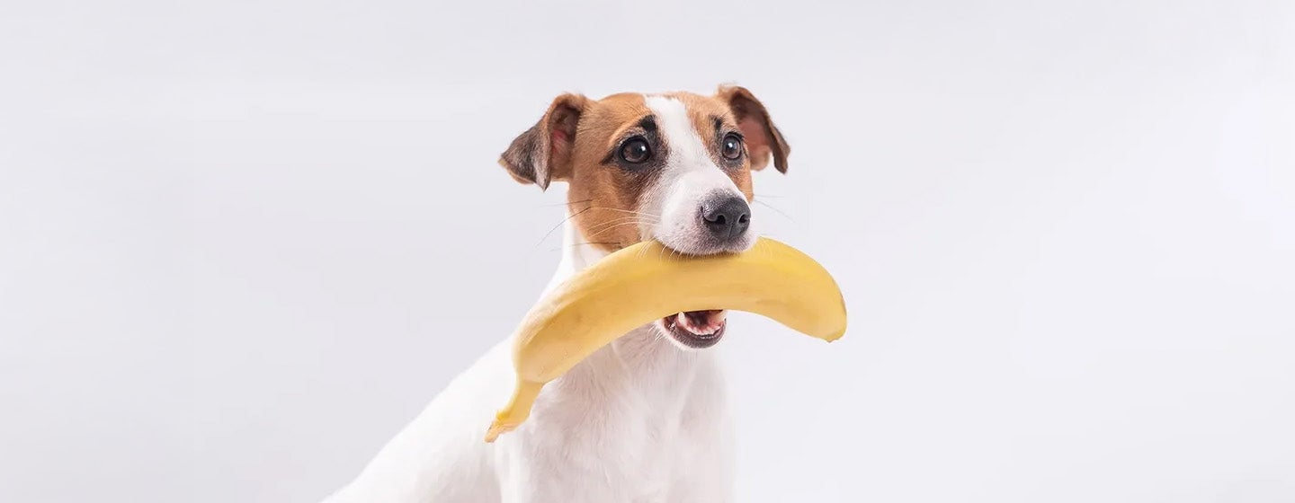 Makanan Anjing - Apakah Anjing Boleh Makan Pisang