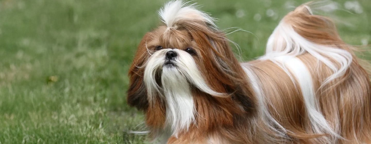 Cara Merawat Anjing Shih Tzu Agar Selalu Sehat dan Bahagia_