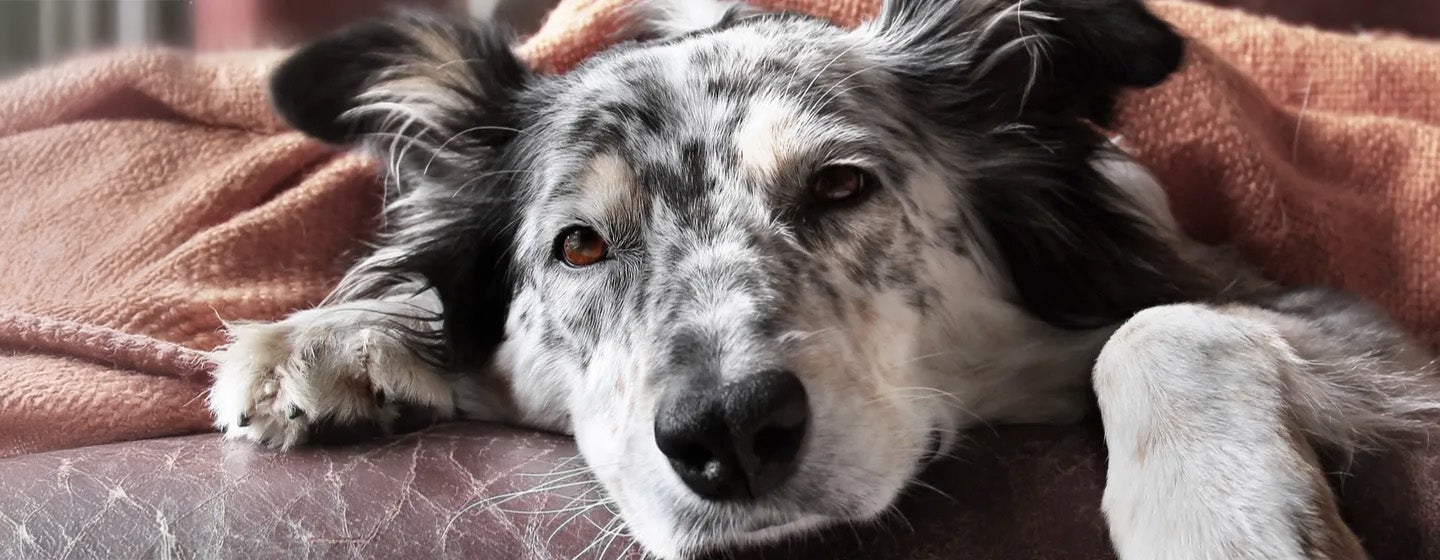 Penyebab Anjing Muntah dan Cara Mengatasinya