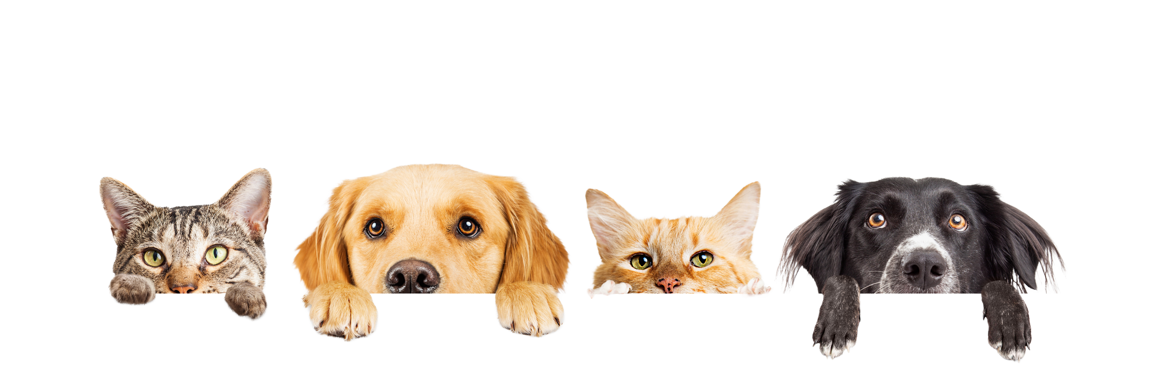 2 kucing dan 2 anjing mengintip dengan kepala mereka