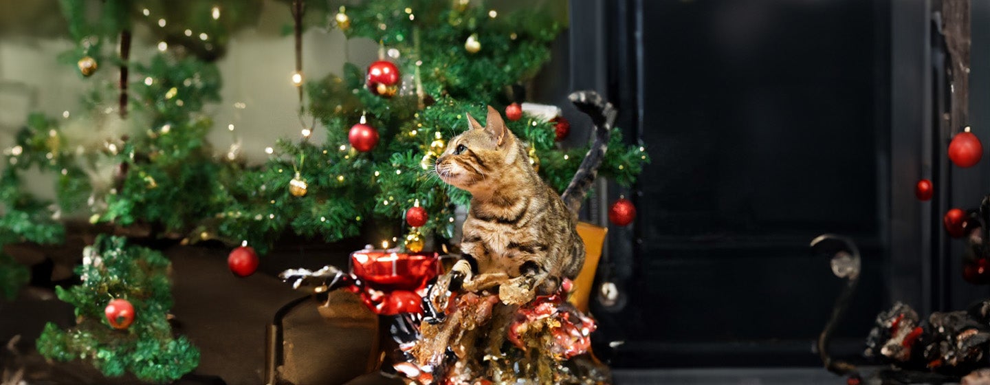 Christmas Safety for Cats