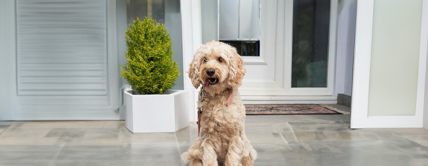 Common Cockapoo Health Problems You Should Know About