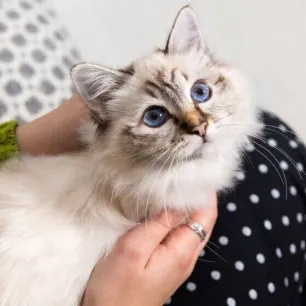 10 Cat Breeds with Blue Eyes