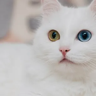 14 Fakta Tentang Kucing yang Unik dan Menarik