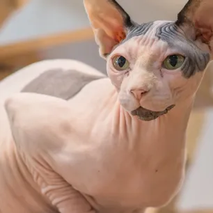 5 Kucing Langka dan Keunikannya