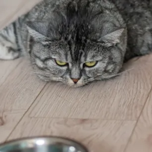 5 Penyebab Kucing Sembelit dan Cara Mengatasinya 