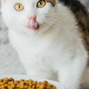 5 Rekomendasi Makanan Sehat untuk Kucing