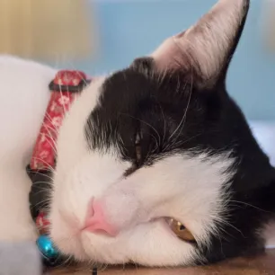 6 Cara Mengatasi Kucing Mencret dan Tidak Nafsu Makan 