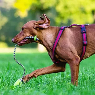 Video Pertunjukan Anjing Westminster 101