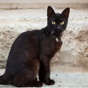 7 Ras Kucing Hitam Cantik yang Akan Membuat Anda Ingin Membawanya Pulang