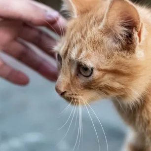 7 Tips Mengatasi Kucing Stres Karena Pindah Pemilik: Jadikan Proses Lebih Mudah